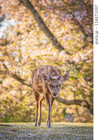 【春】奈良公園の鹿【桜】 116071097