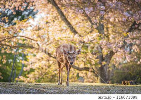 【春】奈良公園の鹿【桜】 116071099