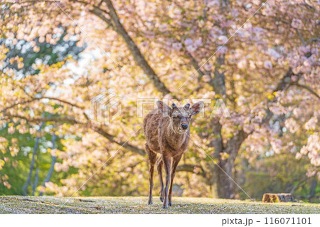 【春】奈良公園の鹿【桜】 116071101