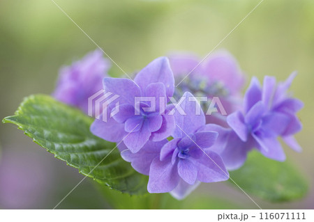 紫色の紫陽花 116071111
