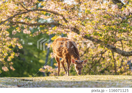 【春】奈良公園の鹿【桜】 【春】奈良公園の鹿【桜】 116071125