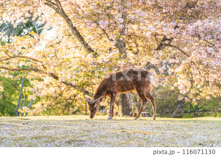 【春】奈良公園の鹿【桜】 116071130