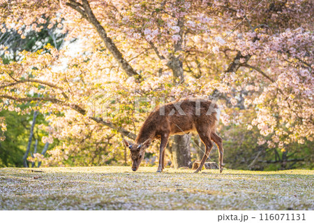 【春】奈良公園の鹿【桜】 116071131