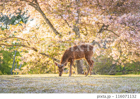 【春】奈良公園の鹿【桜】 116071132