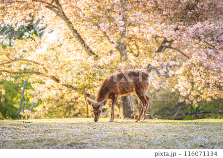 【春】奈良公園の鹿【桜】 116071134