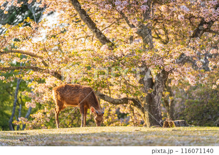 【春】奈良公園の鹿【桜】 116071140