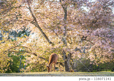 【春】奈良公園の鹿【桜】 【春】奈良公園の鹿【桜】 116071141