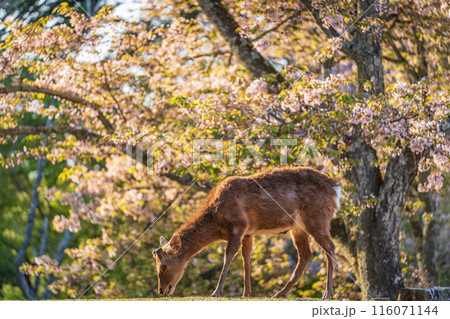 【春】奈良公園の鹿【桜】 116071144