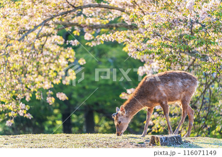 【春】奈良公園の鹿【桜】 116071149
