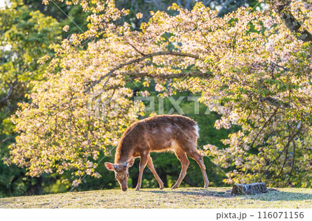 【春】奈良公園の鹿【桜】 116071156