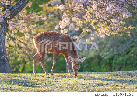 【春】奈良公園の鹿【桜】 116071159