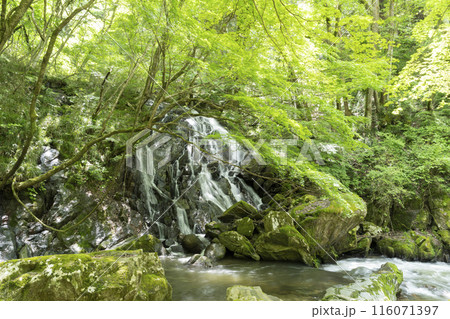 江竜田の滝 116071397