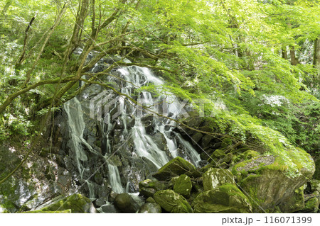 江竜田の滝 江竜田の滝 116071399