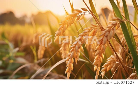 夕日に照らされた黄金色の稲穂 116071527