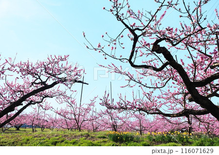 モモの花 116071629