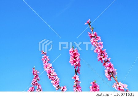 モモの花 116071633