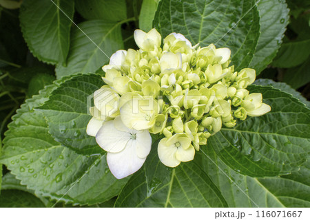 雨に濡れた白い紫陽花 雨に濡れた白い紫陽花 116071667