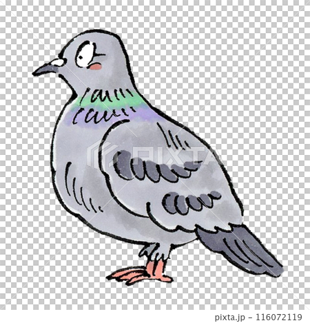 pigeon pigeon 116072119