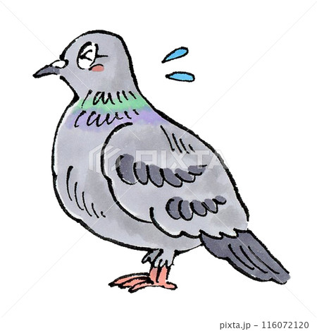 困る鳩 困る鳩 116072120