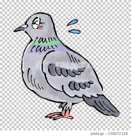 困る鳩 困る鳩 116072120