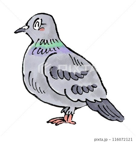 喜ぶ鳩 喜ぶ鳩 116072121