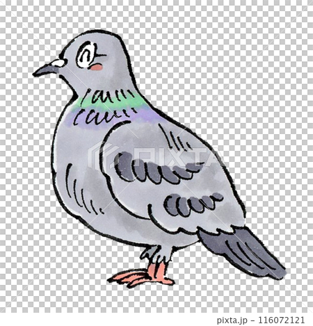 喜ぶ鳩 喜ぶ鳩 116072121