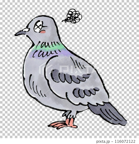 Pigeons Pigeons 116072122