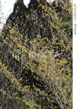 満開のマンサクの黄色い花 116072129