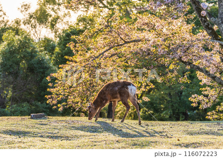 【春】夕暮れの奈良公園　鹿【桜】 116072223