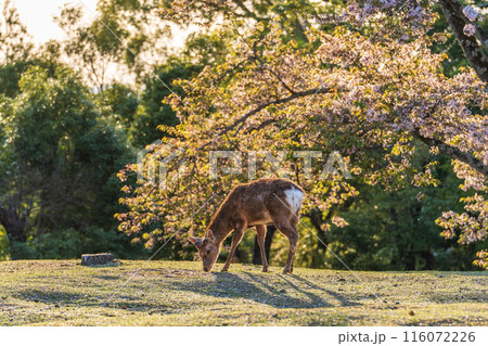 【春】夕暮れの奈良公園 鹿【桜】 【春】夕暮れの奈良公園 鹿【桜】 116072226