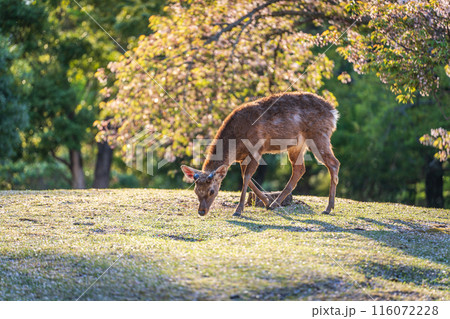 【春】夕暮れの奈良公園　鹿【桜】 116072228
