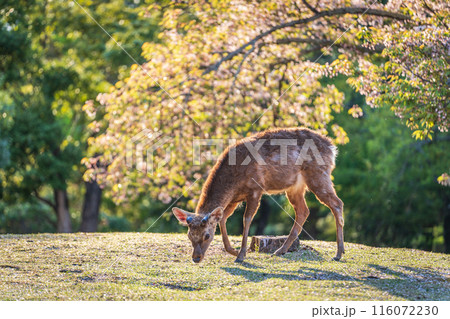 【春】夕暮れの奈良公園　鹿【桜】 116072230