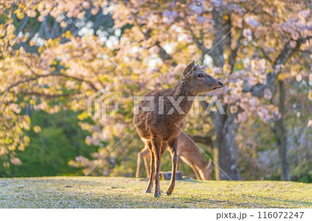 【春】夕暮れの奈良公園 鹿【桜】 【春】夕暮れの奈良公園 鹿【桜】 116072247