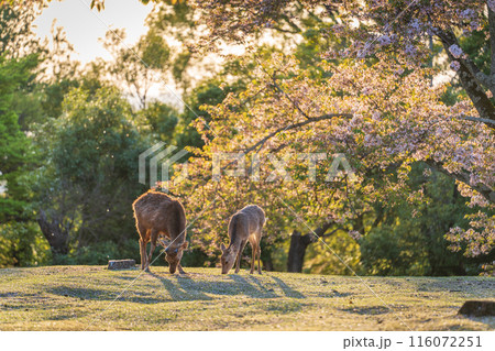 【春】夕暮れの奈良公園 鹿【桜】 【春】夕暮れの奈良公園 鹿【桜】 116072251