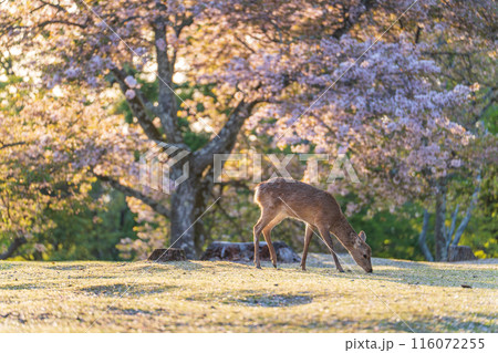 【春】夕暮れの奈良公園 鹿【桜】 【春】夕暮れの奈良公園 鹿【桜】 116072255