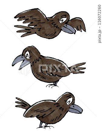 笑顔のカラス3匹 笑顔のカラス3匹 116072260