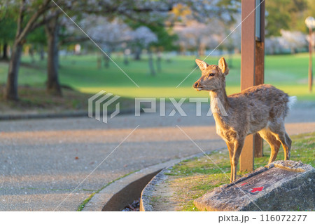 【夕暮れ】奈良公園の鹿 116072277