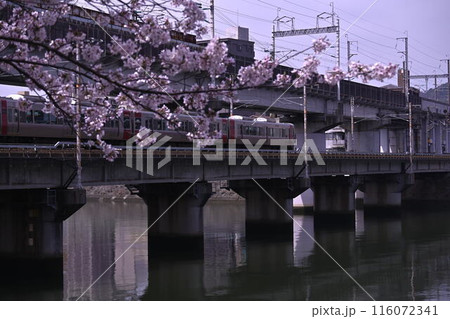 桜と鉄橋 116072341