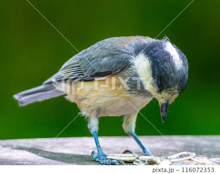 ヤマガラの幼鳥 ヤマガラの幼鳥 116072353