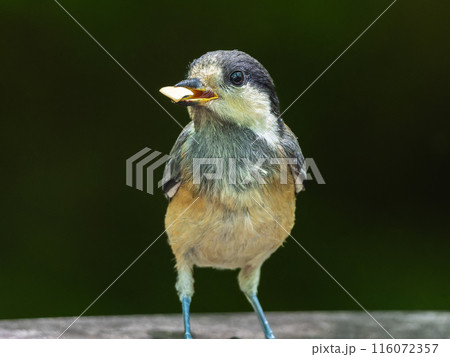 ヤマガラの幼鳥 ヤマガラの幼鳥 116072357