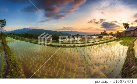 田んぼの風景 116072471