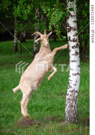 In a serene countryside, a graceful goat reaches for a birch tree in a green pasture 116072484