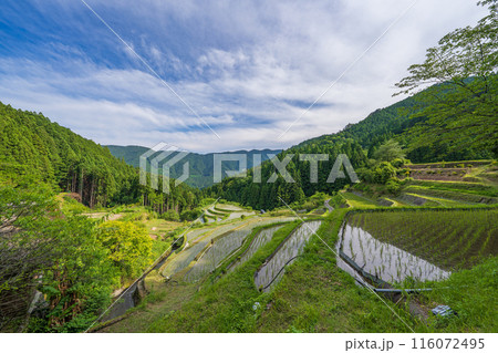 【徳島】樫原の棚田【上勝町】 116072495