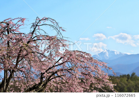 しだれざくら 駒ヶ岳 しだれざくら 駒ヶ岳 116072665