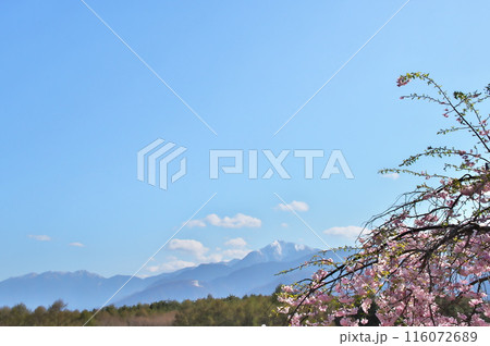 しだれざくら 駒ヶ岳 しだれざくら 駒ヶ岳 116072689