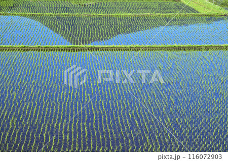 見栄えする田植え後　鏡写りの田　国道17号　猿ヶ京付近　　 116072903
