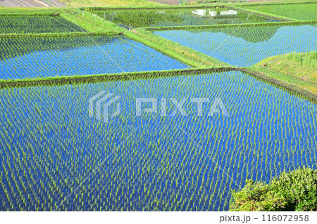 見栄えする田植え後 鏡写りの田 国道17号 猿ヶ京付近   見栄えする田植え後 鏡写りの田 国道17号 猿ヶ京付近   116072958