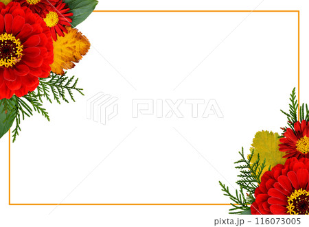 Autumn corner composithions with zinnia, chrysanthemum flowers and seasonal leaves with ginger frame isolated on white 116073005