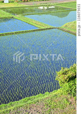 見栄えする田植え後の田圃 国道17号 猿ヶ京付近 見栄えする田植え後の田圃 国道17号 猿ヶ京付近 116073031