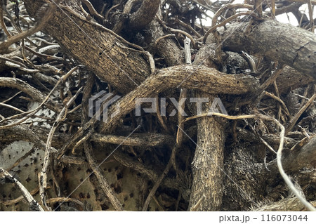 Close-Up of a Tree.The branches of a mature tree. The branches are thick and gnarled. Close-Up of a Tree.The branches of a mature tree. The branches are thick and gnarled. 116073044